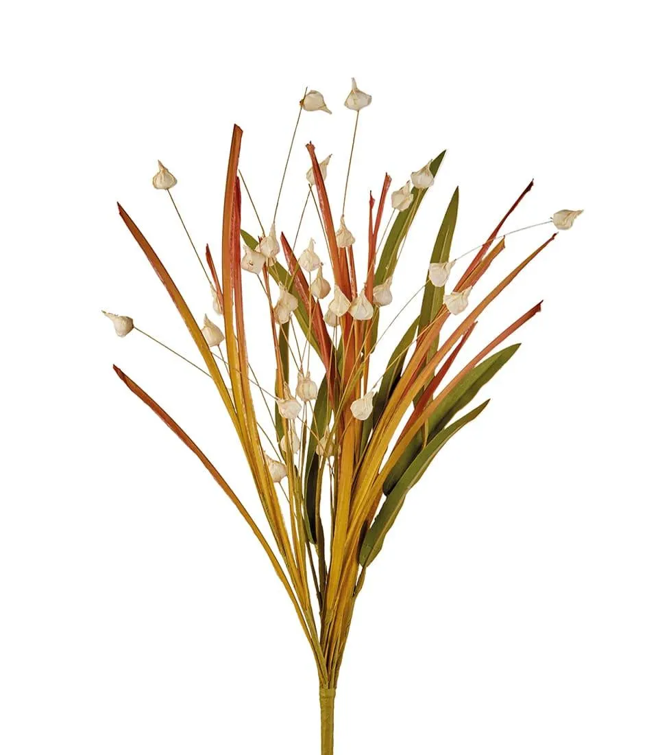 Erba cipollina bianca