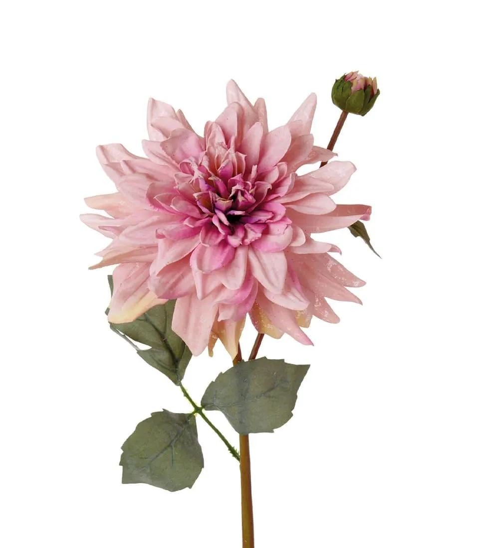 Dalia con bocciolo rosa