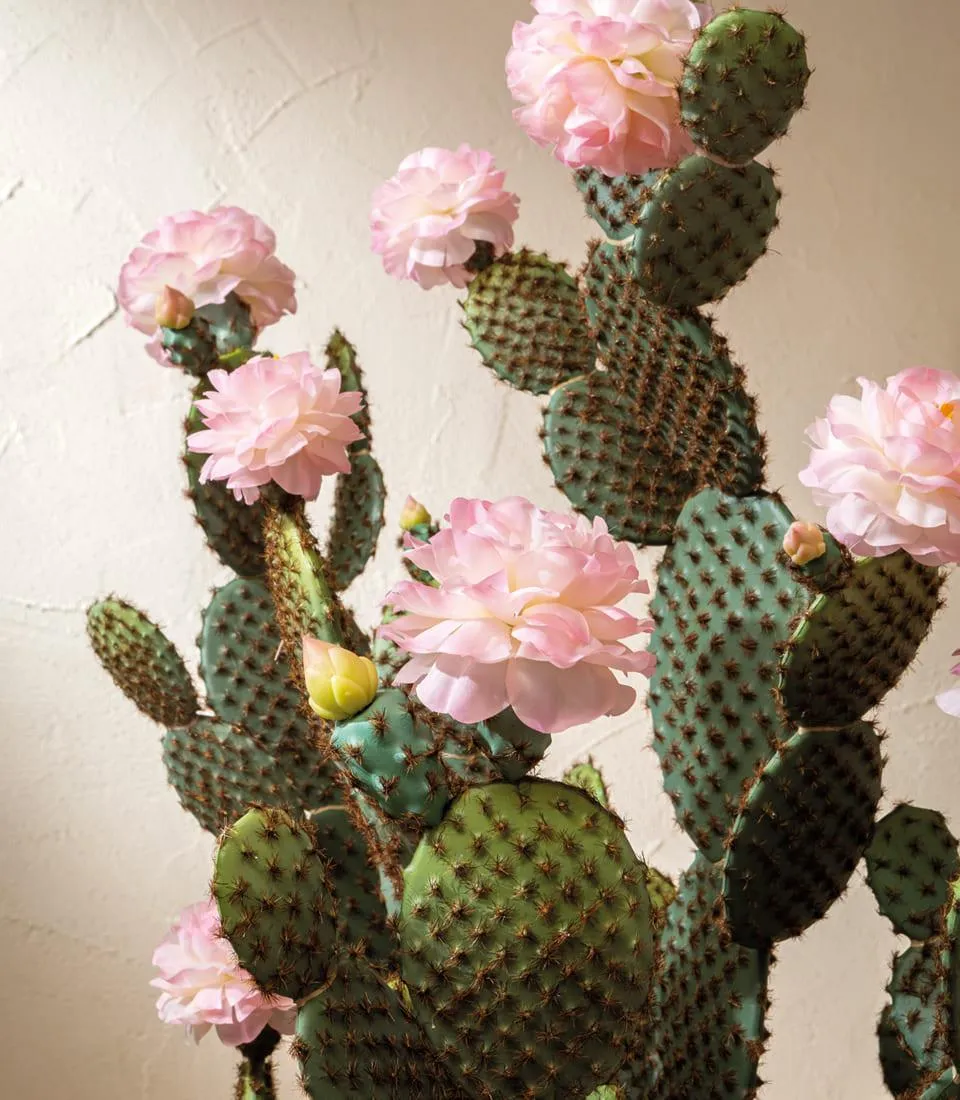 Cactus fiori rosa