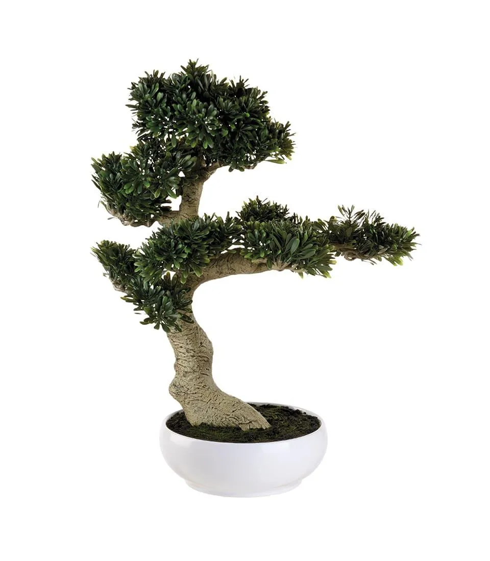 Bonsai Ficus