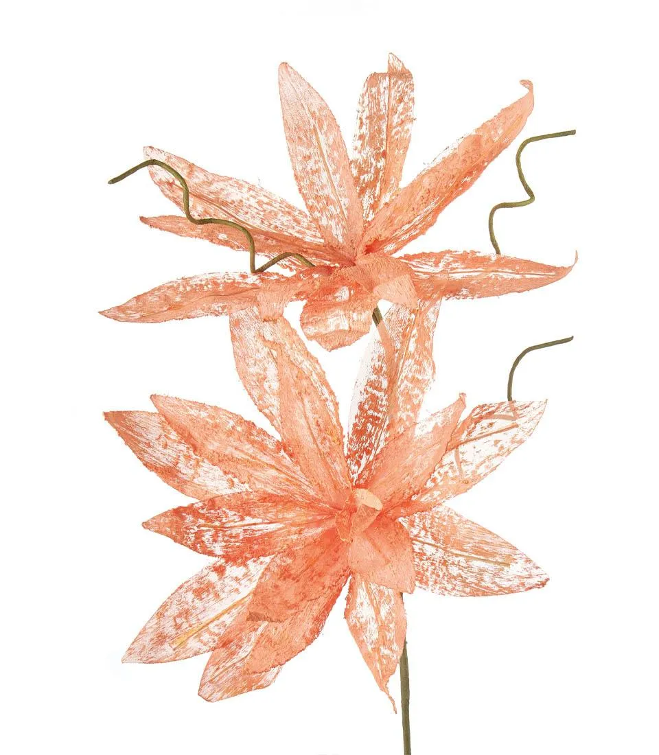 Magnolia porpurea arancio