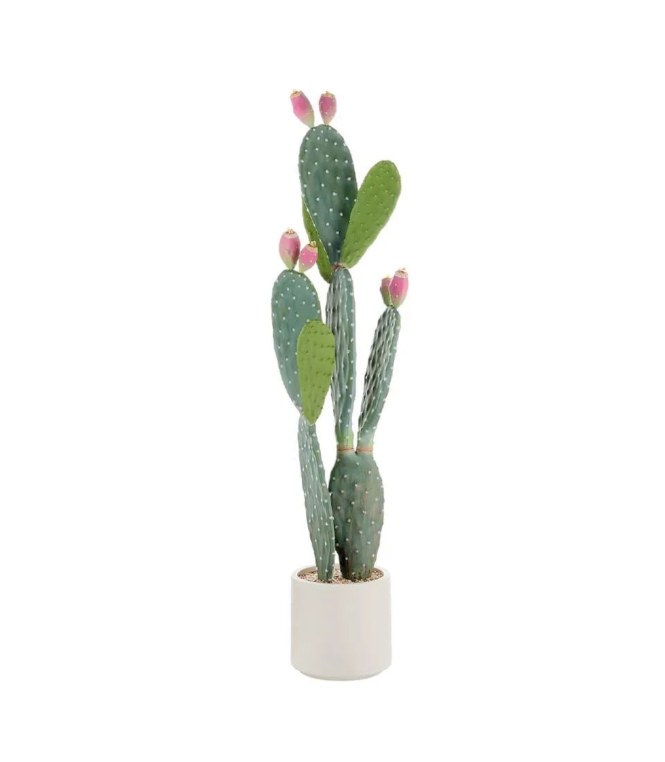 Cactus fico d'india