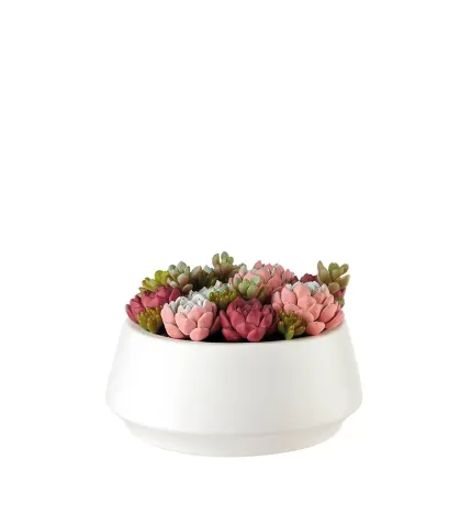 Composizione piante grasse