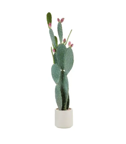 Cactus fico d'india