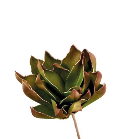 Agave di Shaw